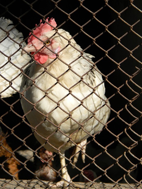 和核心球员 和核心球员